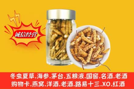 兴安盟扎赉特旗回收散虫草